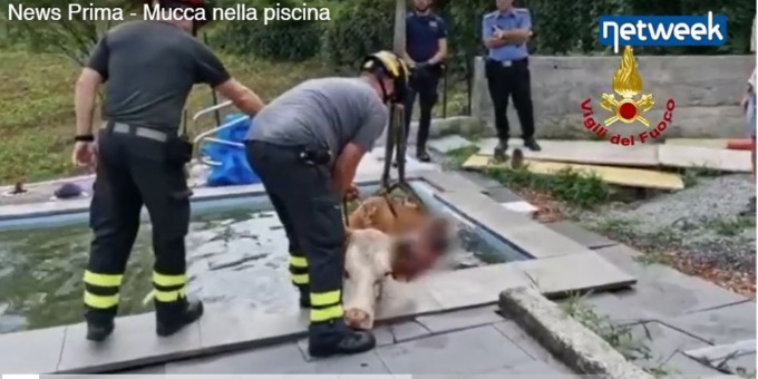 Incredibile, ma vero: mucca finisce in una piscina, la salvano i Vigili del fuoco