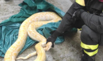 Pitone albino di 2 metri scappa dal rettilario: salvato da un pompiere che però viene morso dal serpente
