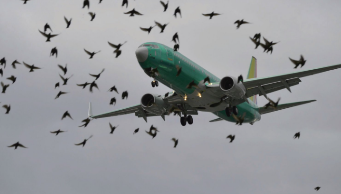 Gabbiano incastrato nel motore: volo Ita AirWays costretto a  un atterraggio d’emergenza a Genova