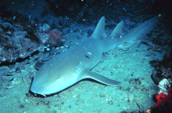 Bambino di 8 anni attaccato dagli squali alle Bahamas, salvato dalla sorella 12enne