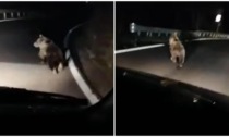 Il video del cucciolo d'orso a spasso per le strade del Bresciano