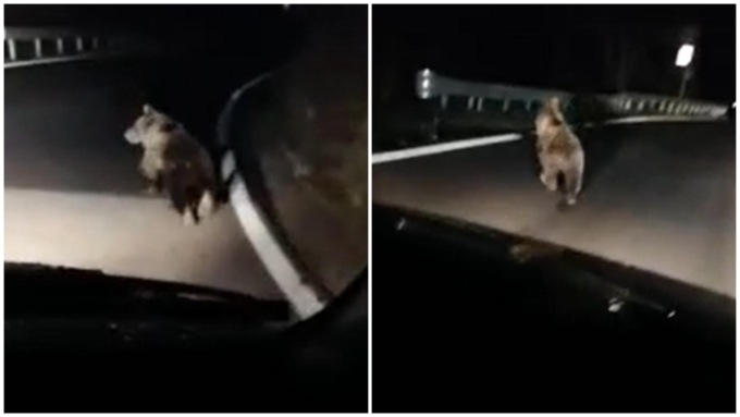 Il video del cucciolo d’orso a spasso per le strade del Bresciano