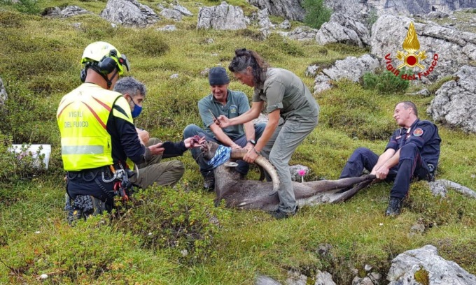 Abbandona una scatoletta di tonno sulle Dolomiti e per poco non uccide uno stambecco