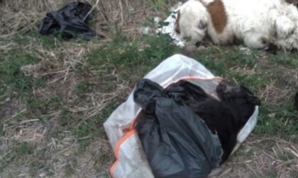 Il giardino degli orrori dove sono state trovate 23 carcasse di cani uccisi