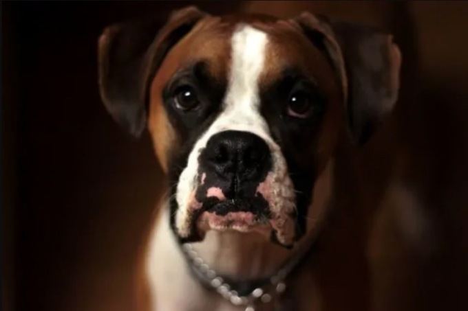 Il cane abbaia tutta notte: il proprietario deve risarcire i vicini