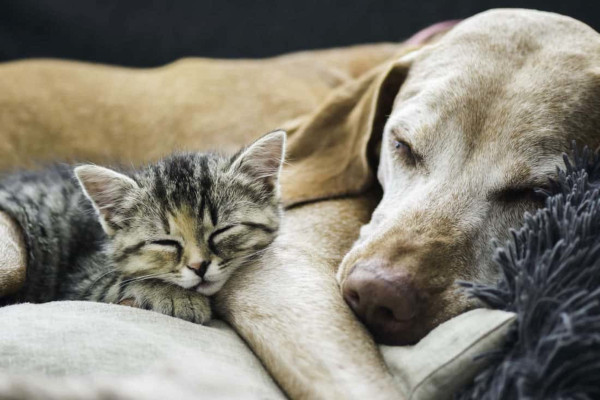 Bonus fino a 200 euro dal Comune per chi adotta cani abbandonati