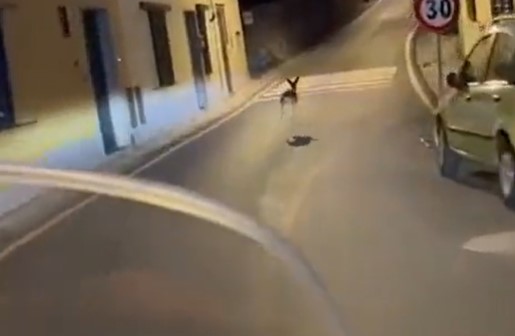 Inseguono con lo scooter capriolo terrorizzato: “Dai che lo mangiamo”