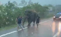 Elefante spaventato dal temporale scappa dal circo: recuperato dai Carabinieri