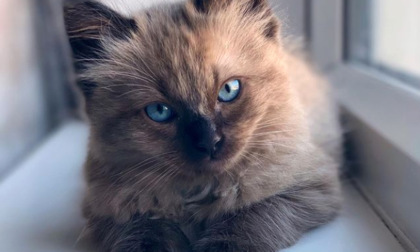 Oggi il Giorno internazionale del gatto: sapevate che dopo la pandemia sono più affettuosi?