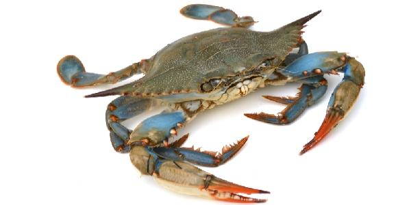 Italia está ocupada por el cangrejo azul, un crustáceo que cuesta 150 euros el kilo