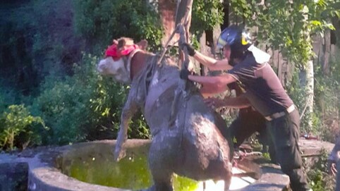 Mucca da 500 chili caduta in un pozzo profondo 15 metri: salvata dai Vigili del fuoco
