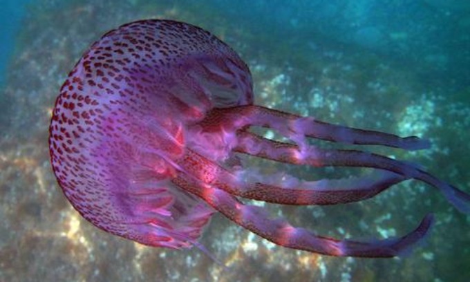 Occhio ai bagni! Dopo la Caravella portoghese, adesso anche la Medusa luminosa