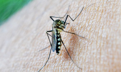 Giornata mondiale della zanzara, si celebra il 20 agosto