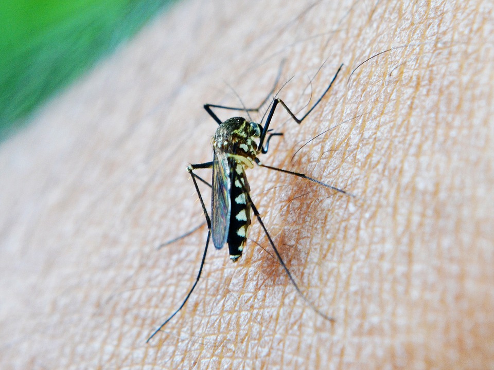 Come ci si può difendere dalle zanzare