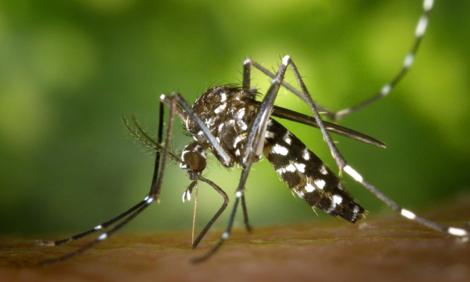 virus west nile zanzara