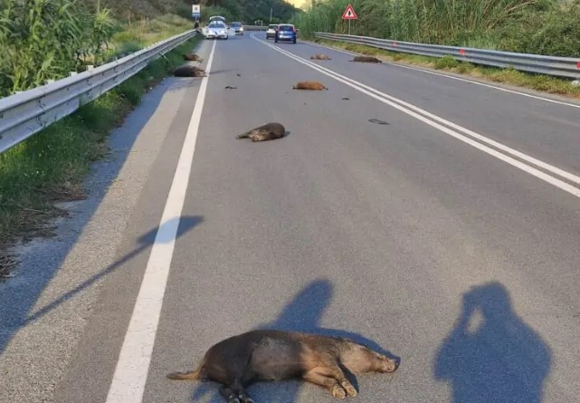 Suv travolge un branco di 50 cinghiali: nove animali uccisi