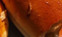 Il panino è "farcito": fornaio denunciato per un verme cotto nella crosta