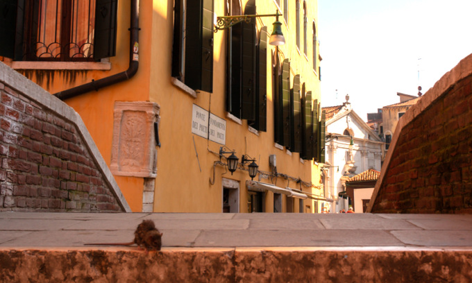 Morsa al piede da un ratto a Venezia mentre sta andando al lavoro