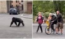 Il video dello scimpanzé scappato da uno zoo e riportato indietro in bicicletta in Ucraina