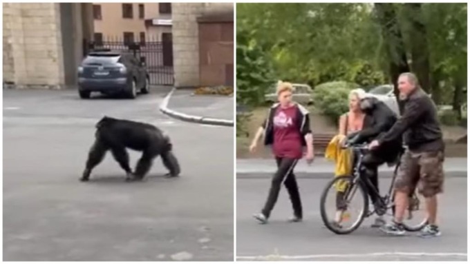 Il video dello scimpanzé scappato da uno zoo e riportato indietro in bicicletta in Ucraina