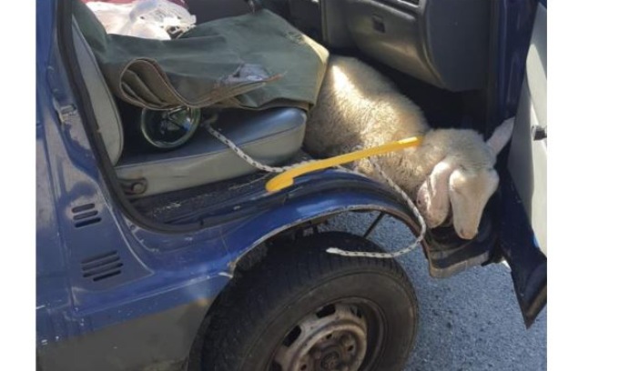 Guida ubriaco, senza patente e con un agnello al posto del passeggero
