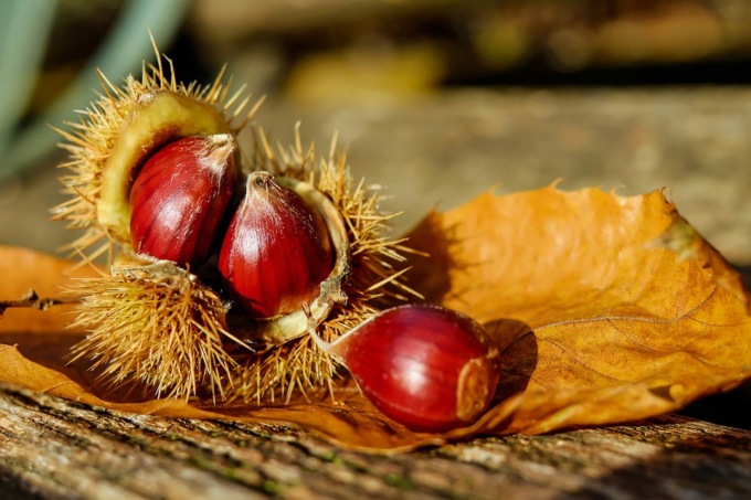 Sagre in autunno, gli italiani le cercano per i prodotti tipici