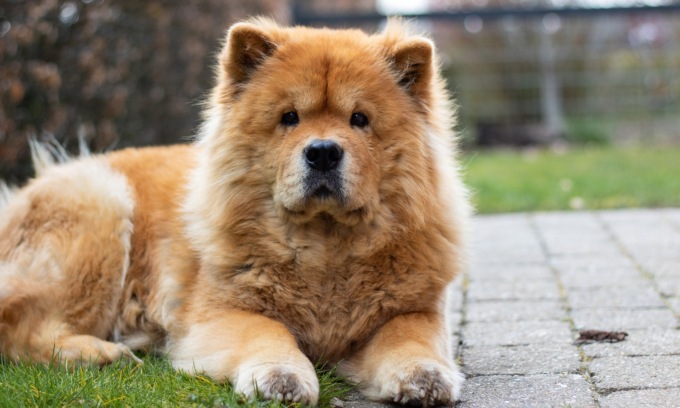 Cade dalla scala, il cane “chiama” i soccorsi, ma il padrone muore dopo giorni in ospedale