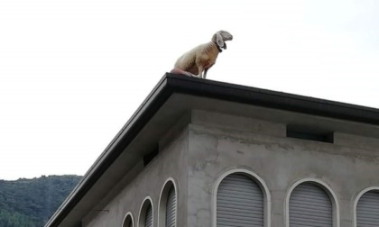 Una pecora e tre capre sul tetto di un palazzo del centro storico