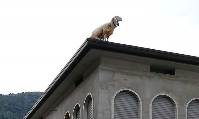 gandino pecora sul tetto