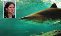 Vede uno squalo in acqua e prova a fuggire: sbranata viva sotto gli occhi del marito
