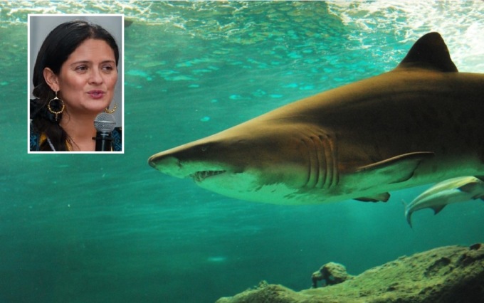 Vede uno squalo in acqua e prova a fuggire: sbranata viva sotto gli occhi del marito