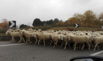 Lite per il gregge di pecore in strada finisce a bastonate