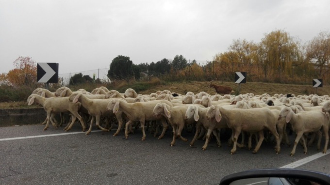 Lite per il gregge di pecore in strada finisce a bastonate