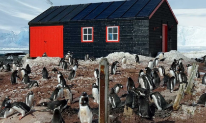 Quattro donne andranno in Antartide a contare i pinguini e gestire le poste