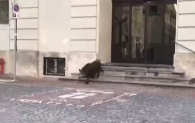 Il video del cinghiale che esce dal Municipio e scorrazza per le vie di Ivrea