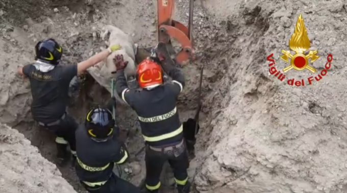 Il video della pecora incastrata in una tubazione e salvata dai vigili del fuoco