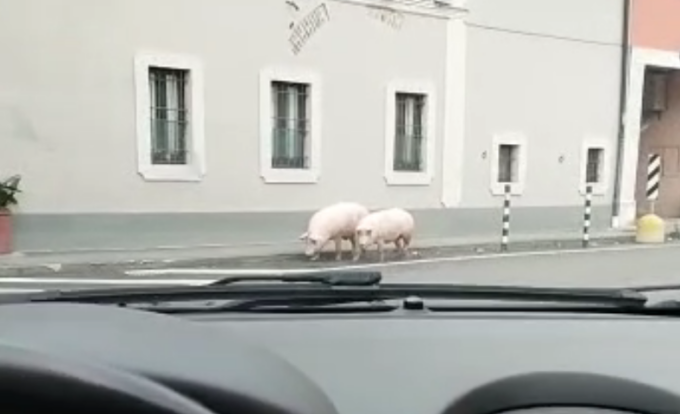 Dopo i cinghiali, anche i maiali a passeggio in centro: l’audio è sorprendente