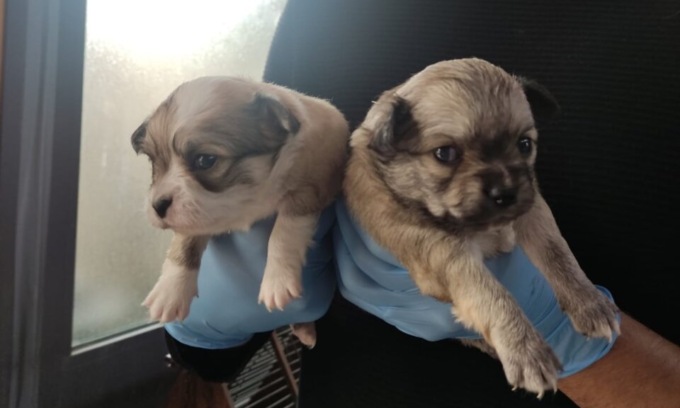 Traffico di cani malati e senza vaccinazioni, morivano poco dopo l’acquisto