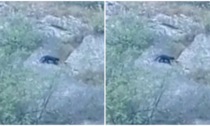 Il video della misteriosa pantera nera che si muove sulle montagne bergamasche