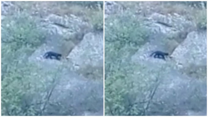 Il video della misteriosa pantera nera che si muove sulle montagne bergamasche