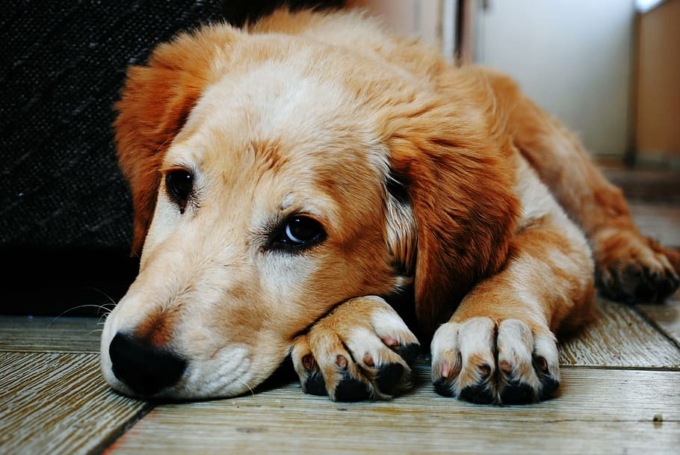 Giornata mondiale degli animali: le frasi più belle sui nostri amici a quattro zampe