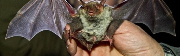 La Regione: “Anche in Lombardia abbiamo isolato un nuovo virus da pipistrello”