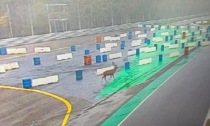 Altro che Leclerc, sulla pista di Monza compare... un cervo
