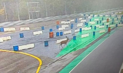 Altro che Leclerc, sulla pista di Monza compare... un cervo