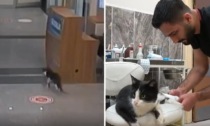 Gatto con la zampa rotta va da solo in ospedale per farsi curare: il video