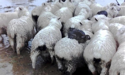 I conigli che hanno imparato a usare le pecore come scialuppe in caso di alluvione