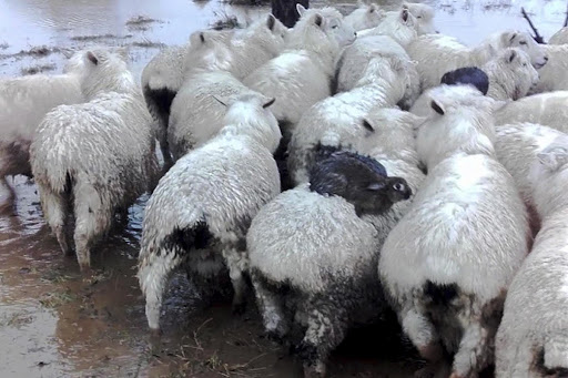 I conigli che hanno imparato a usare le pecore come scialuppe in caso di alluvione