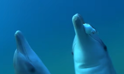 Anche i delfini “sballano”: si passano i pesci-palla "stupefacenti" da masticare