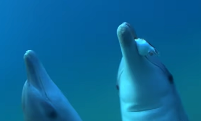 Anche i delfini “sballano”: si passano i pesci-palla “stupefacenti” da masticare