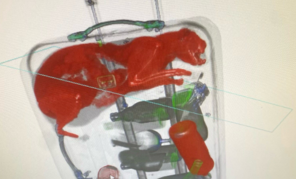 Lo scanner in aeroporto rivela che nella valigia c’è… un gatto (vivo)